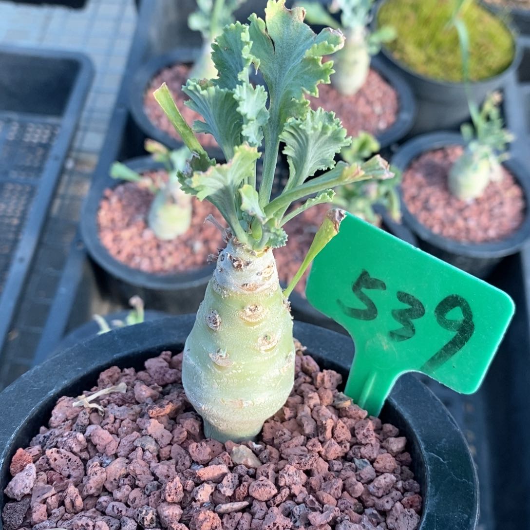 奇连克洋葵多肉植物