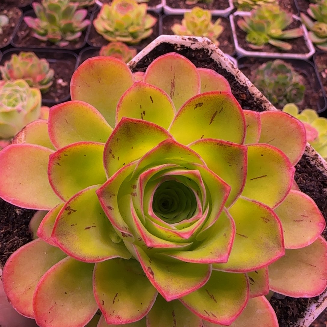 胭脂扣捧花112437676757686