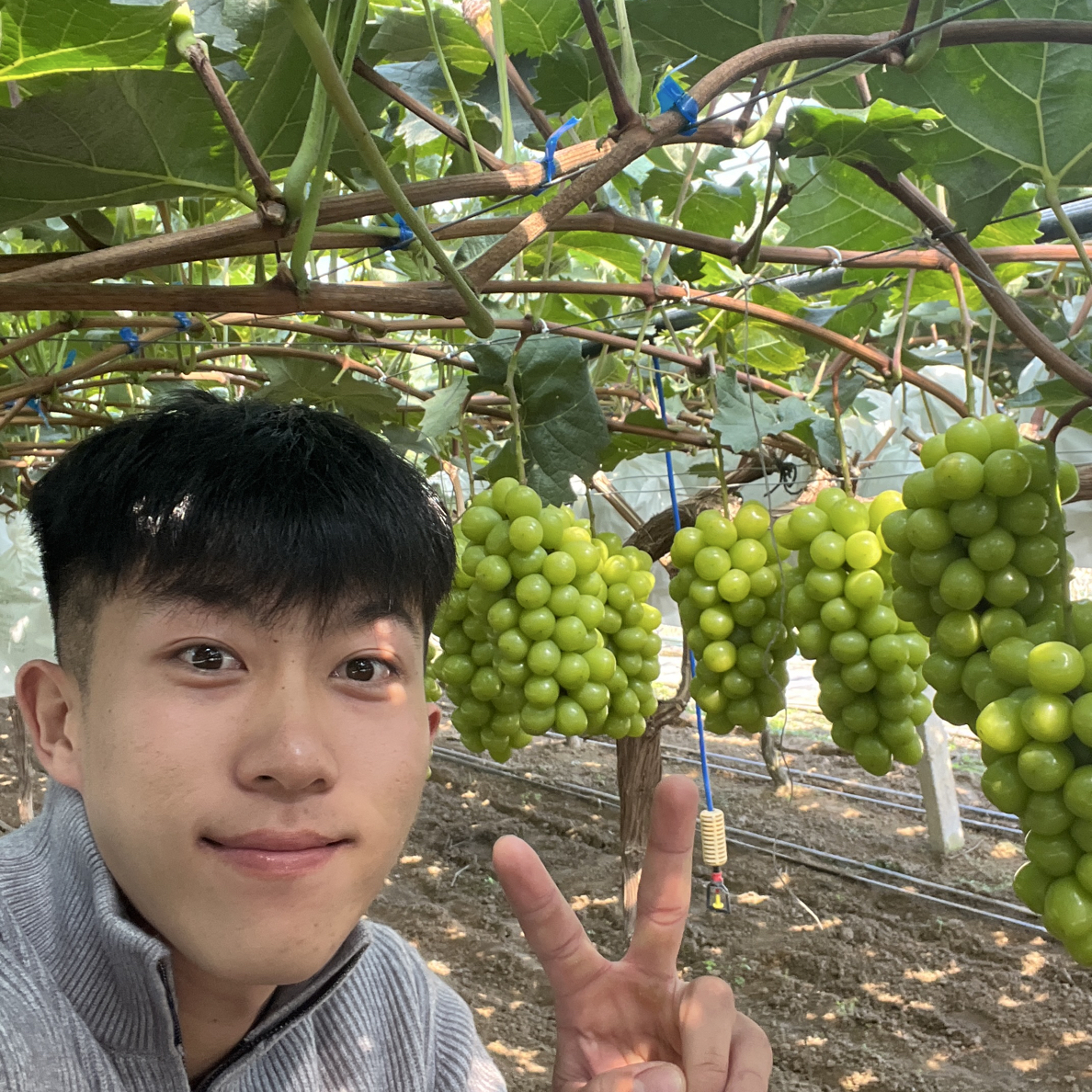 阳光玫瑰大果粒顺丰包邮3斤2中串！4斤2串嘎嘎beautiful！都大颗粒！