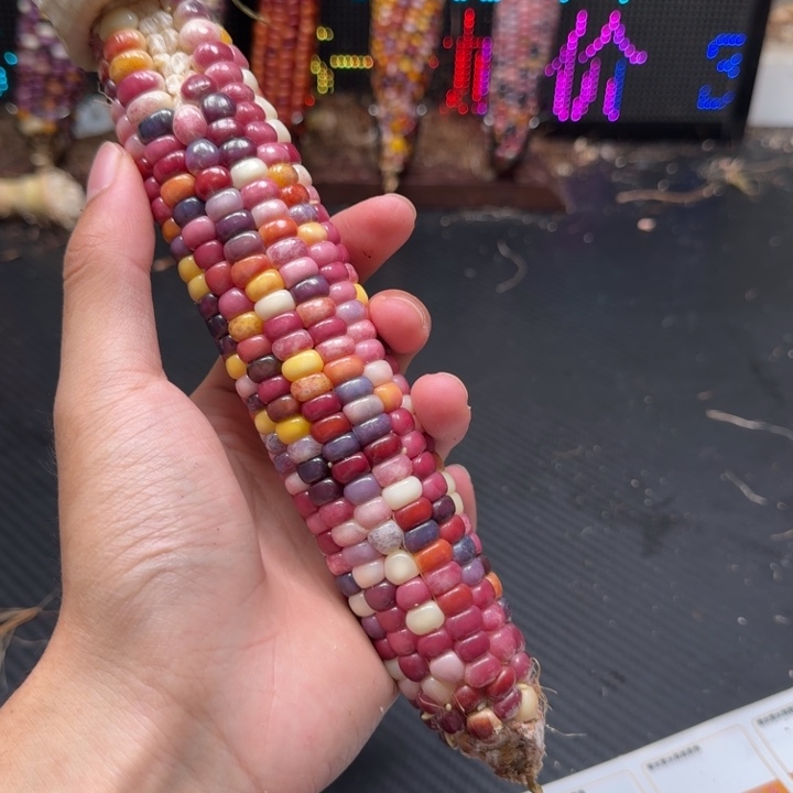 柚***子吊坠柏香籽/百香籽