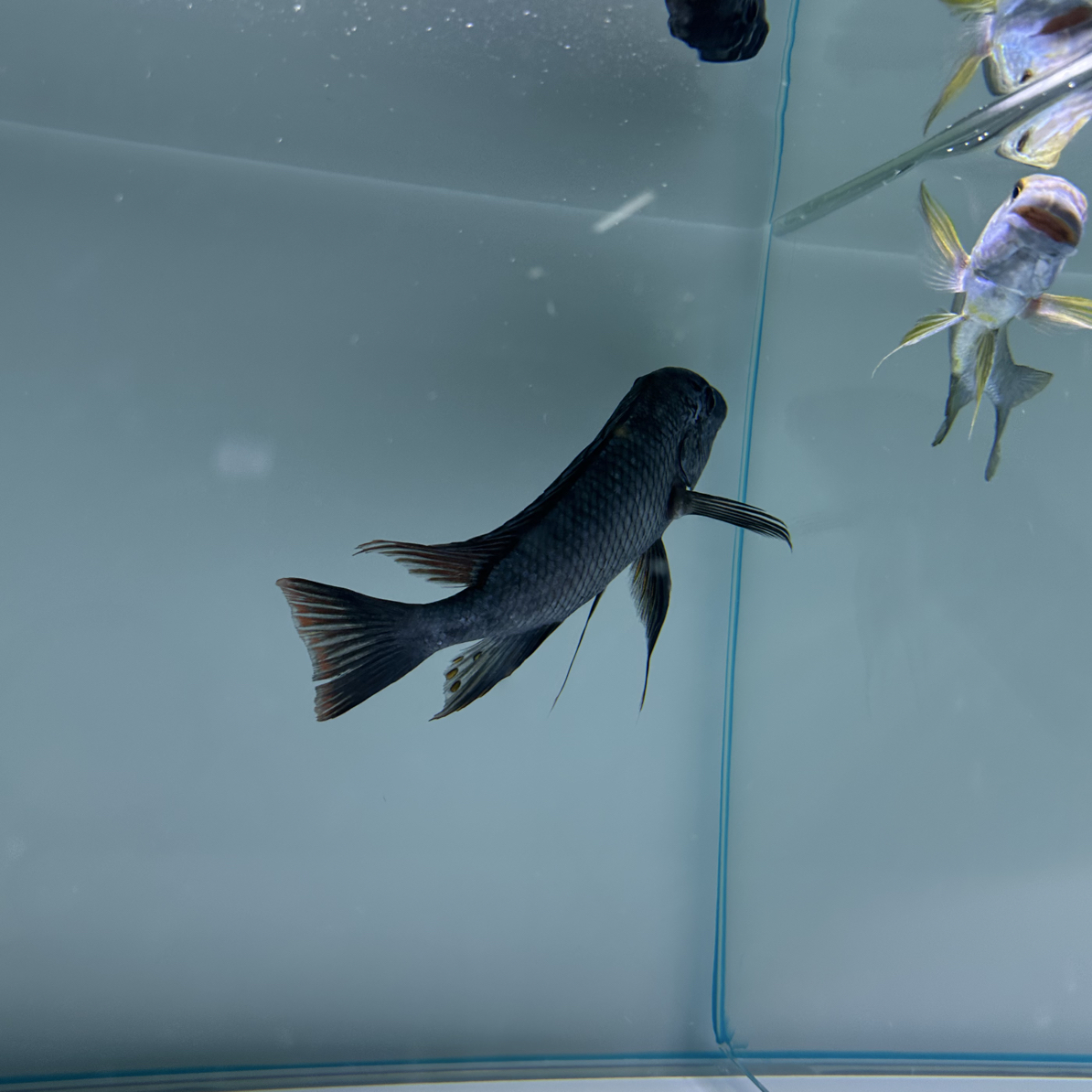 野生三湖慈鲷龙果拉龙王