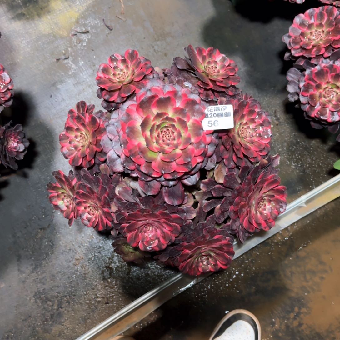 火烧云多肉植物法师56号