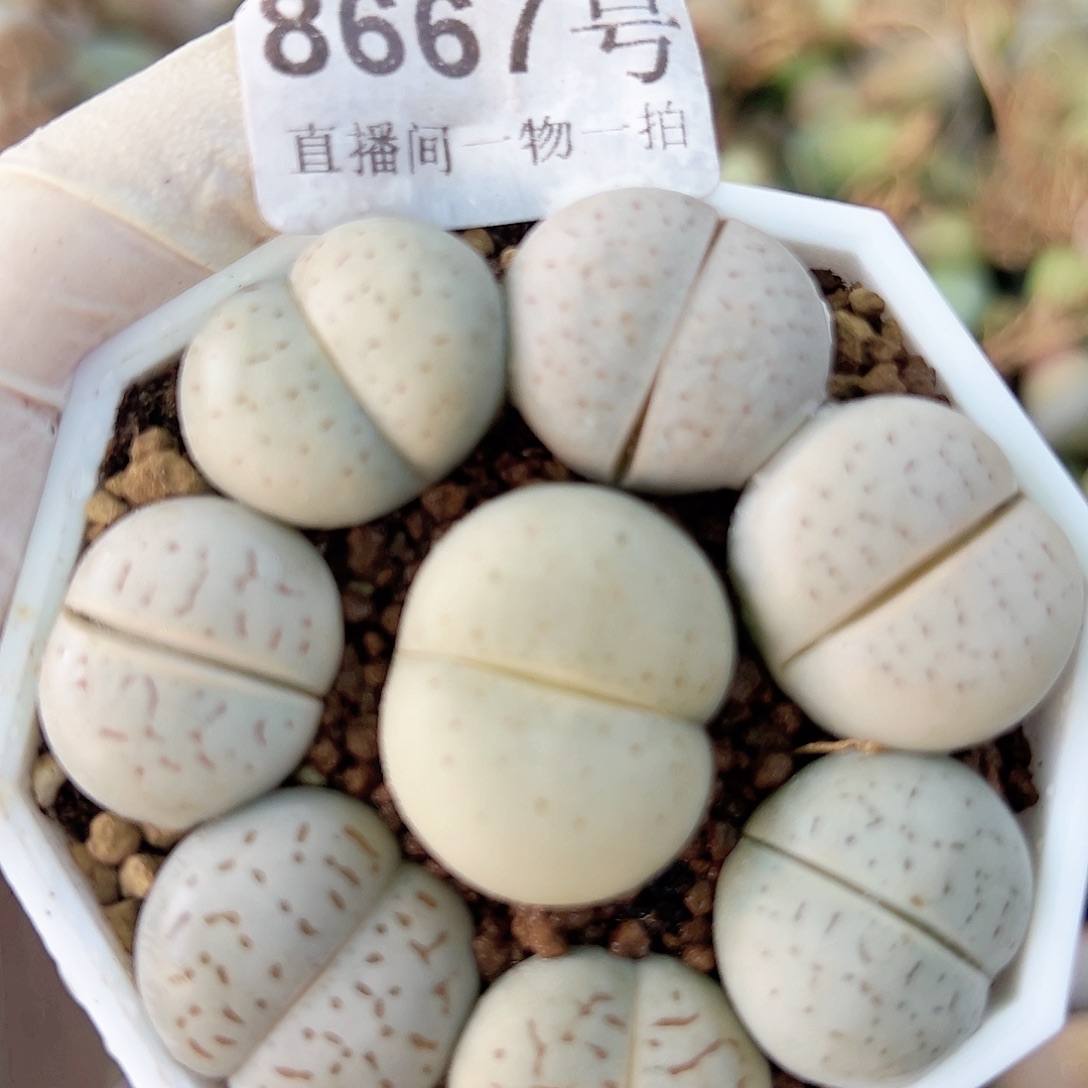 8667 好养易活生石花大母本