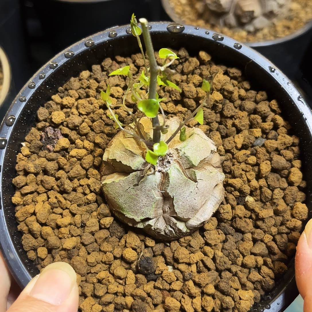 688龟甲龙6857768888