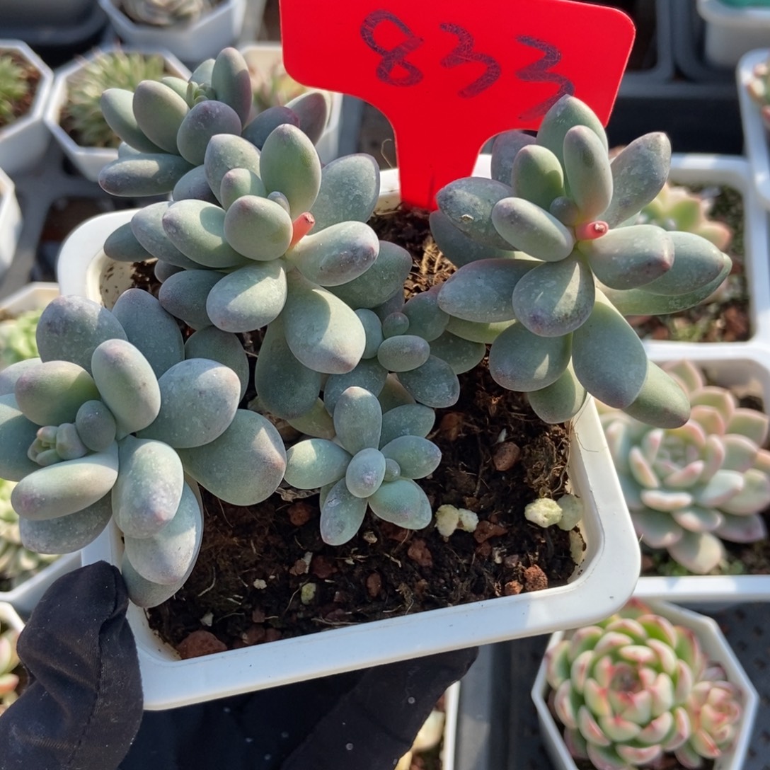 833苹果奶多肉植物