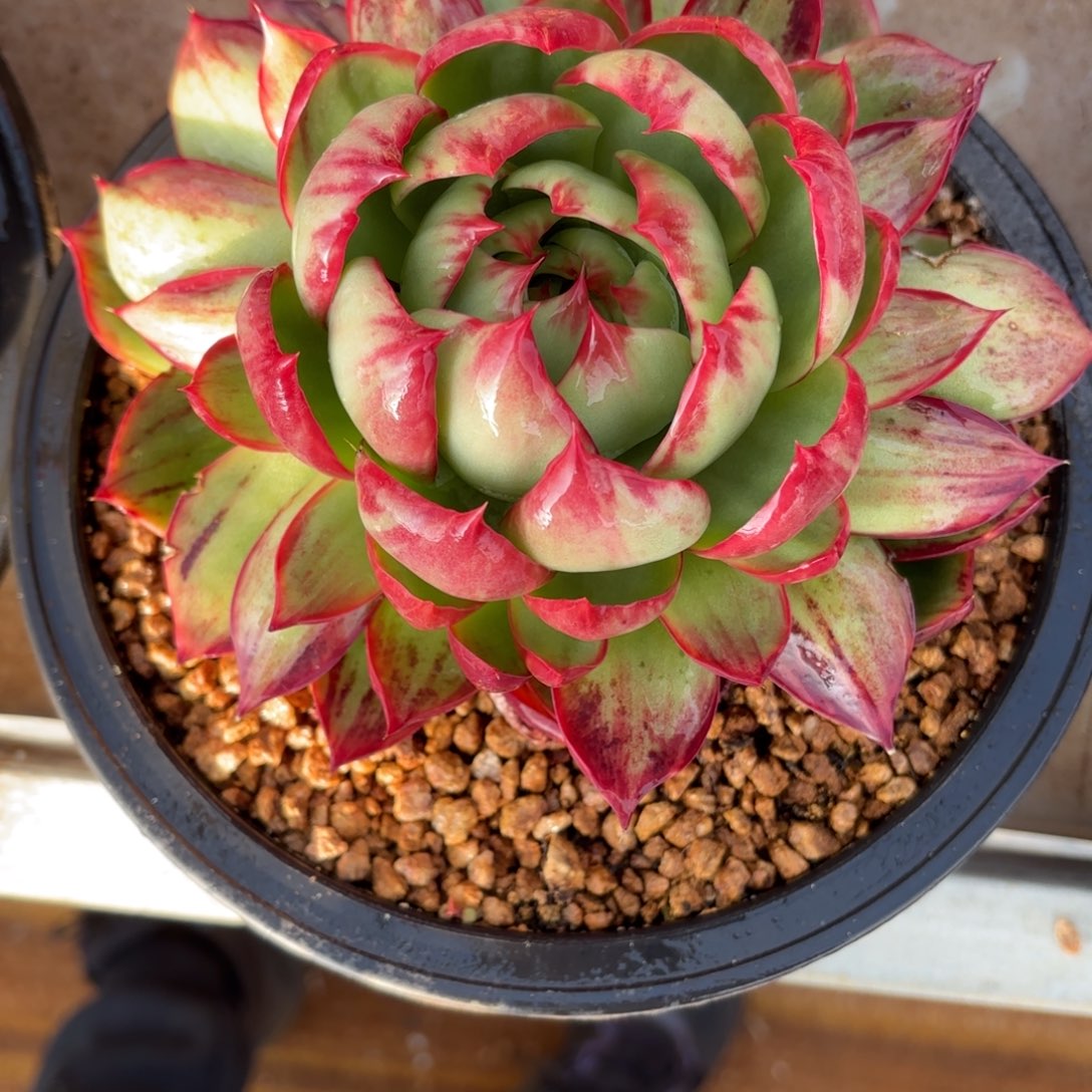 这个惊鸿仙子也好看的。