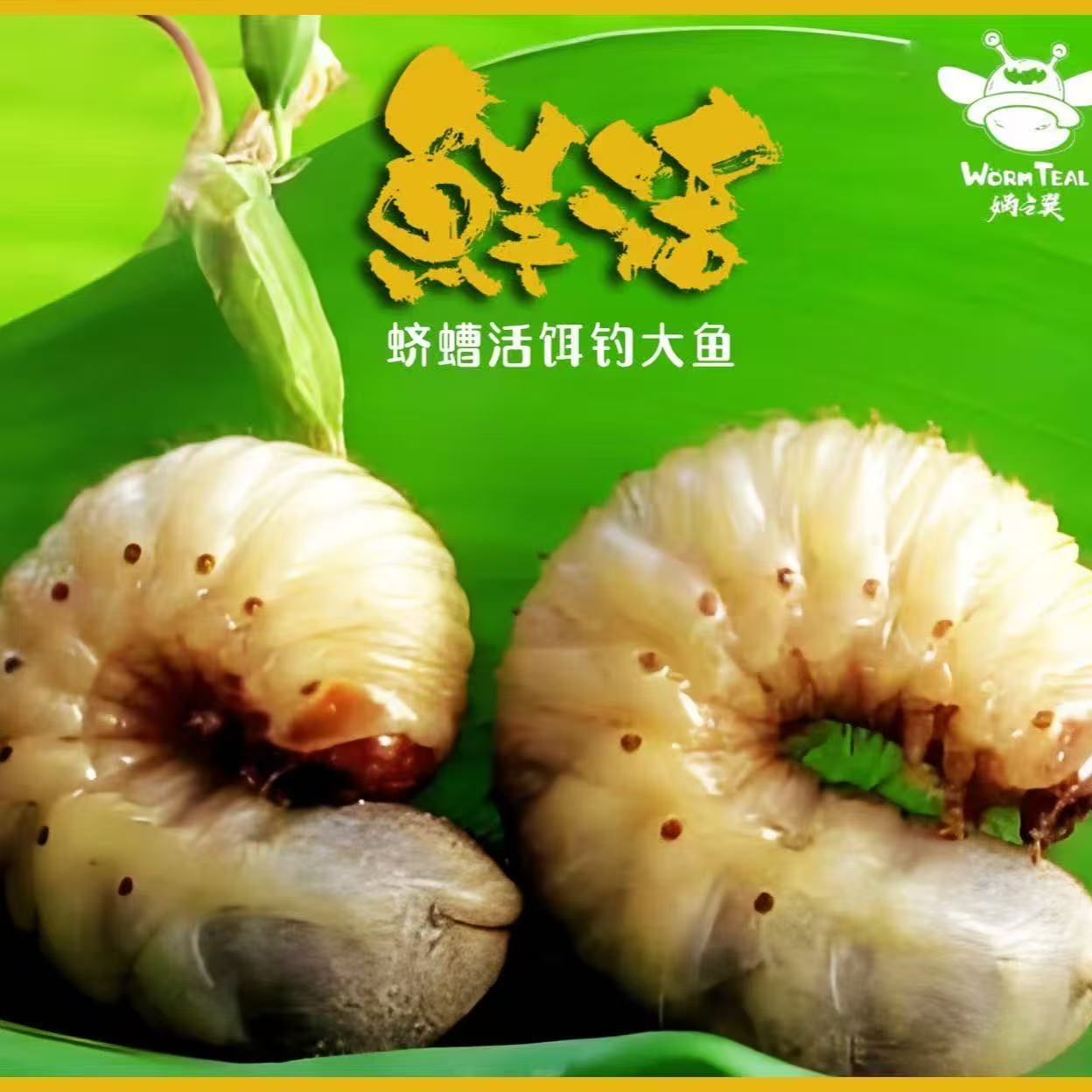 鲜活蛴螬虫钓鱼大白活体饵鱼饵高蛋白老母虫野钓鲶鱼活饵鲫鱼鲤鱼