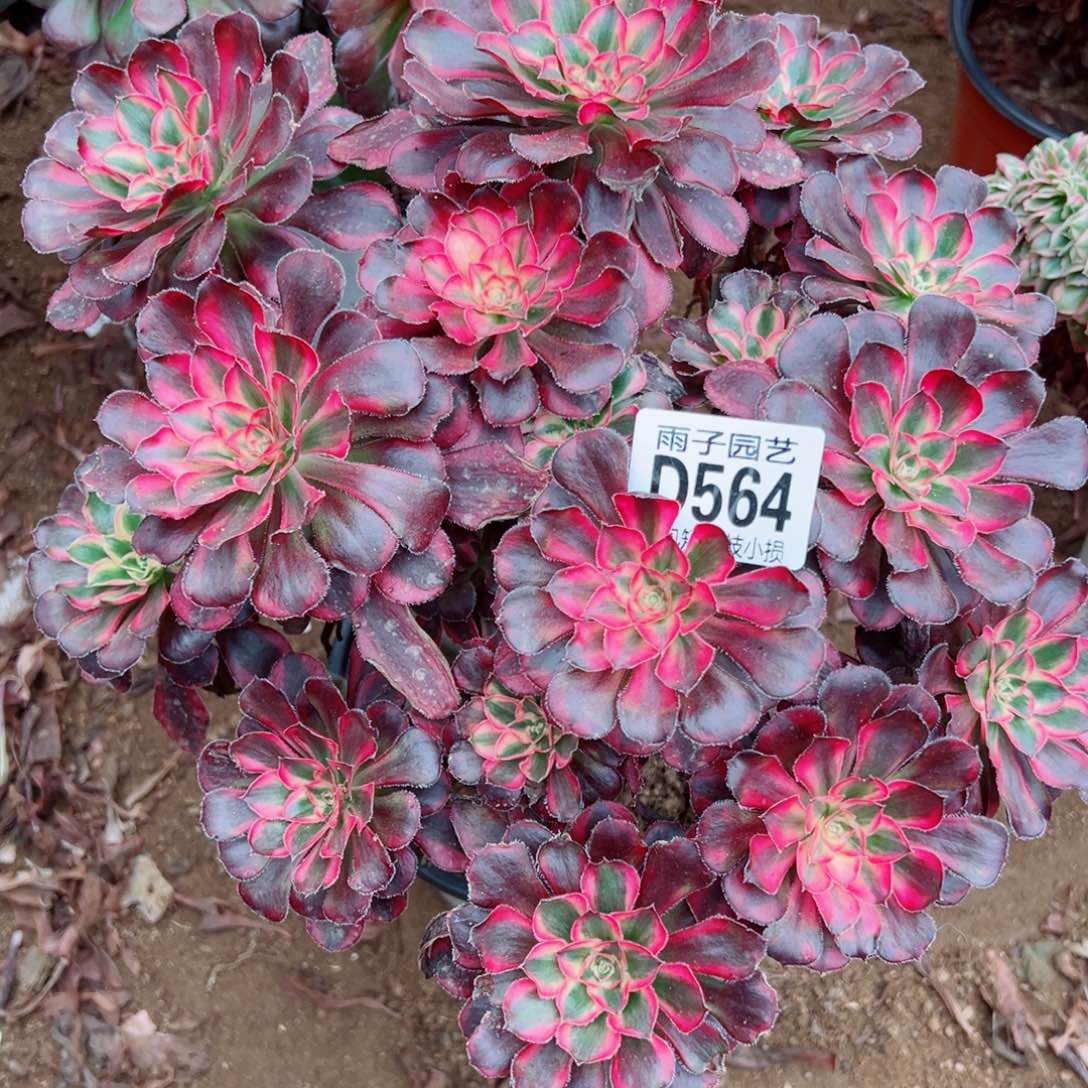 564丽娜雨子多肉植物