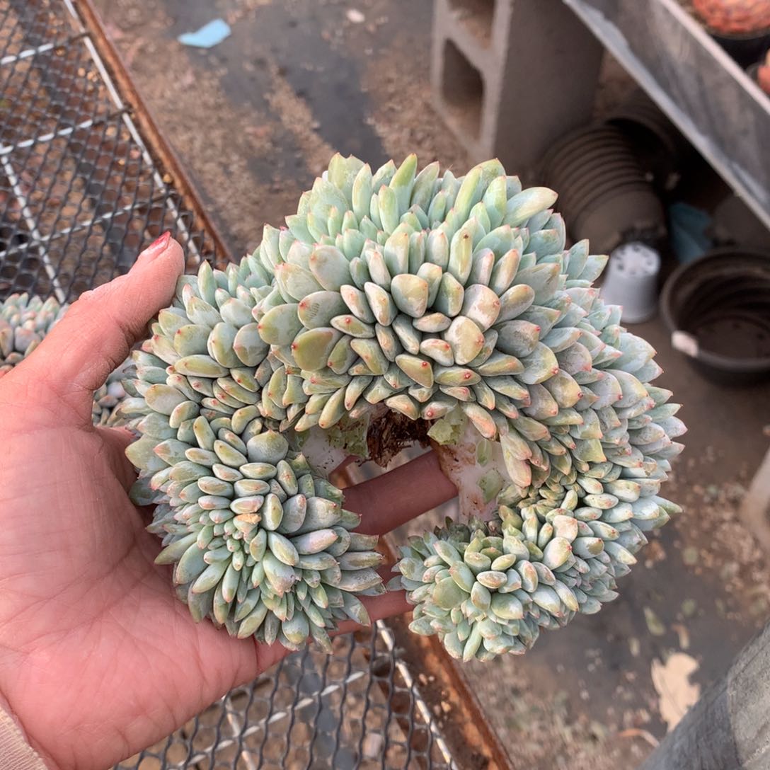 523橙子缀化多肉植物