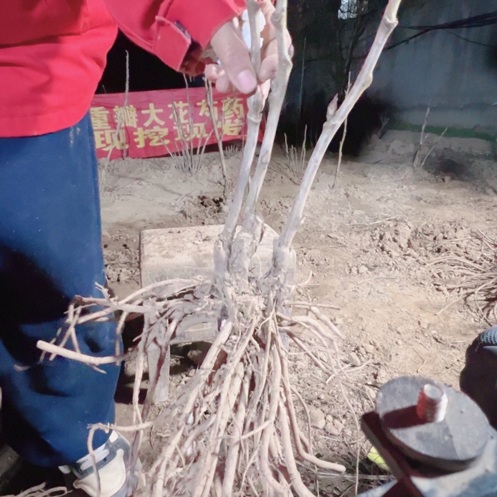 当前无花栽培后可以开花擎天粉