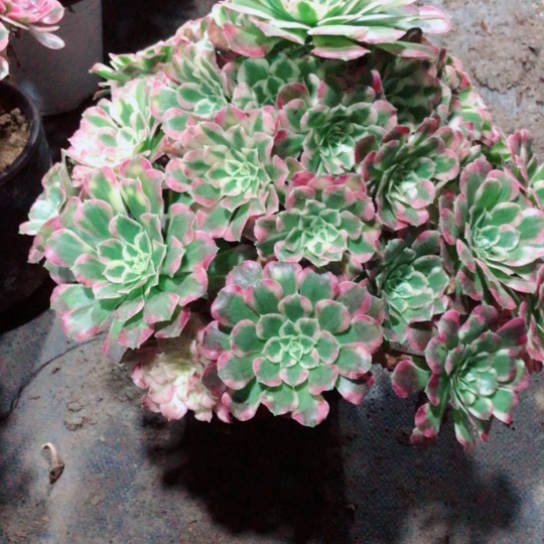 女***氓无花朵天合法师多肉植物5号