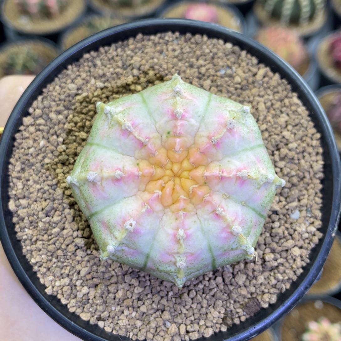 米哈星球0000000000107