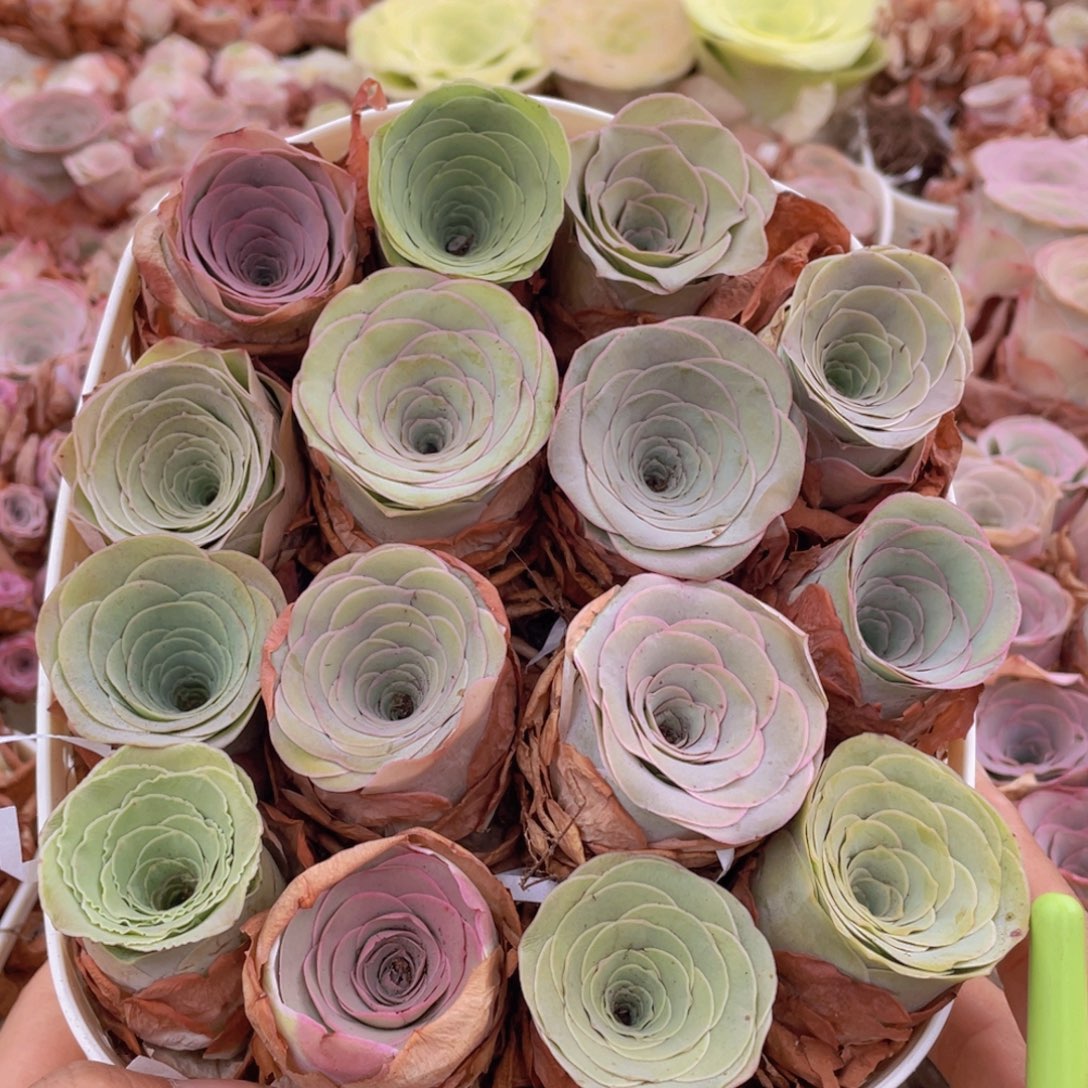 山地玫瑰花篮组合J203