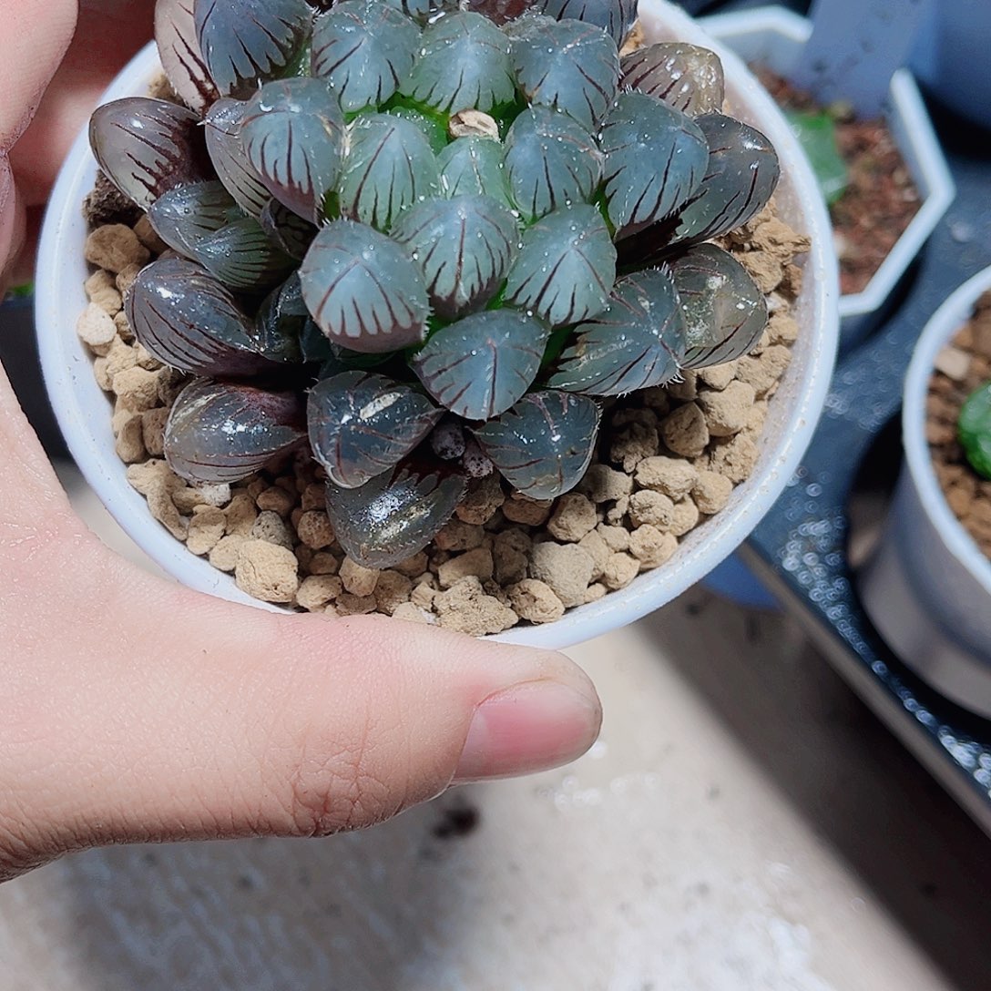 赤线雨露新手好养