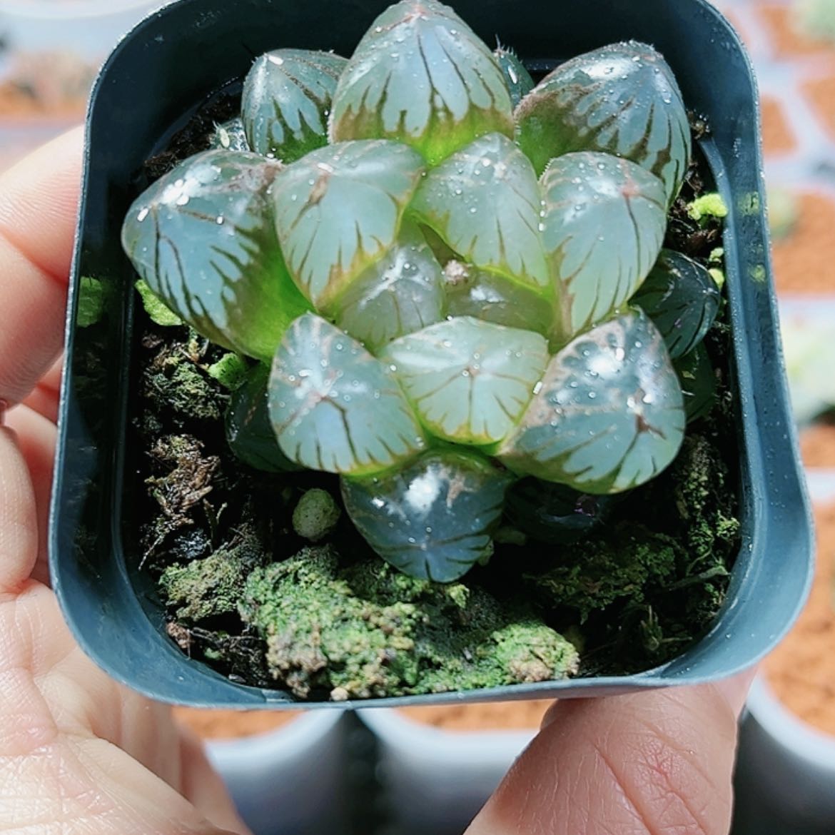 【闪购商品】红水晶