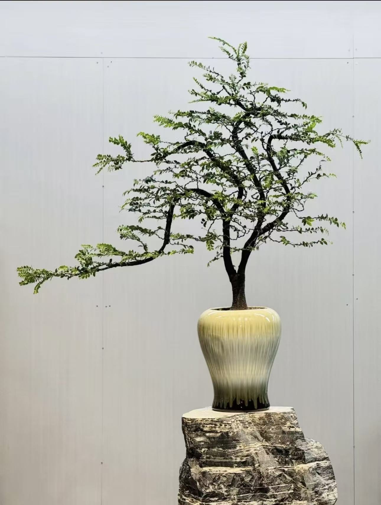 小叶紫檀黑骨茶老桩盆景四季常青适合茶室办公室的禅意绿植