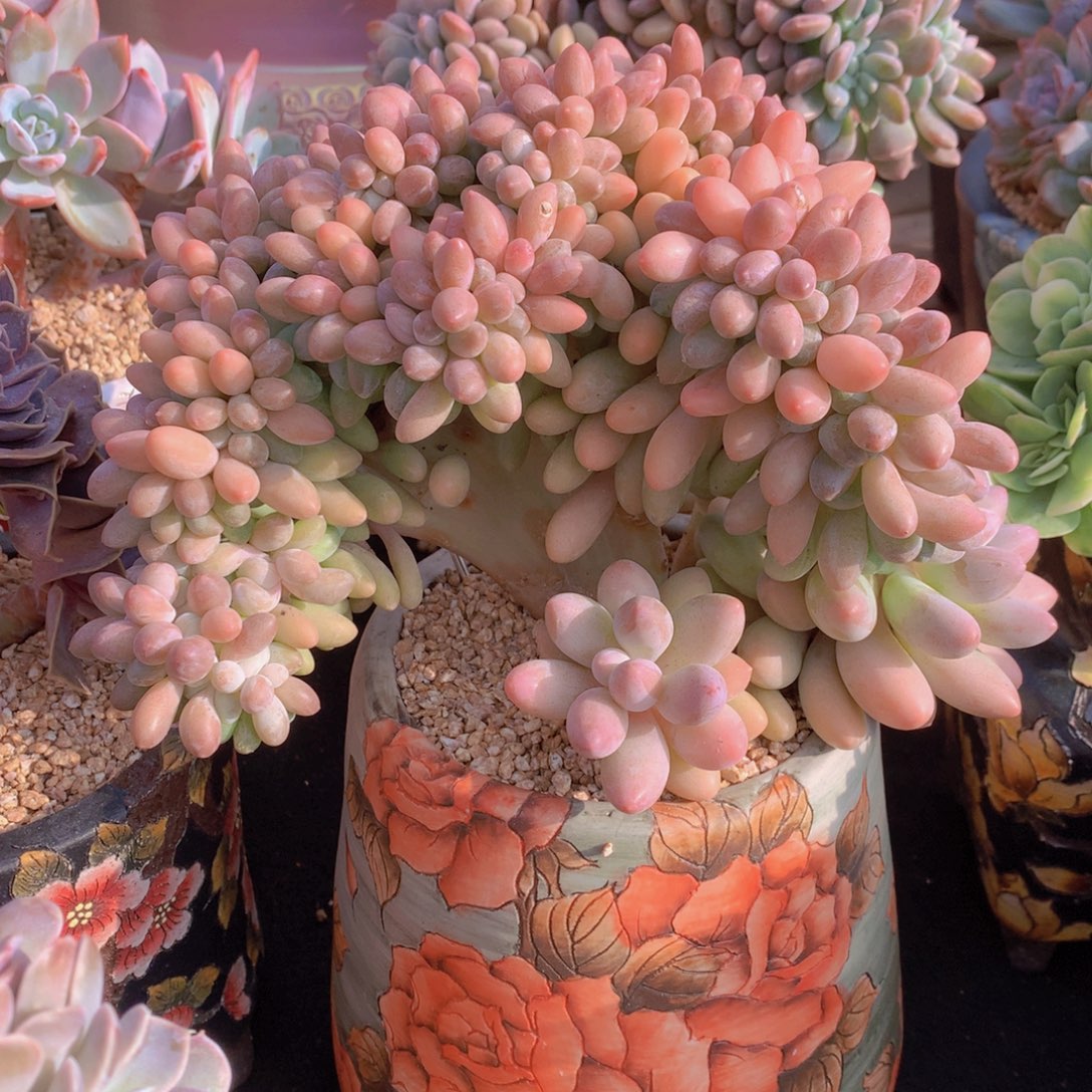 精品多肉植物花卉盆栽花卉