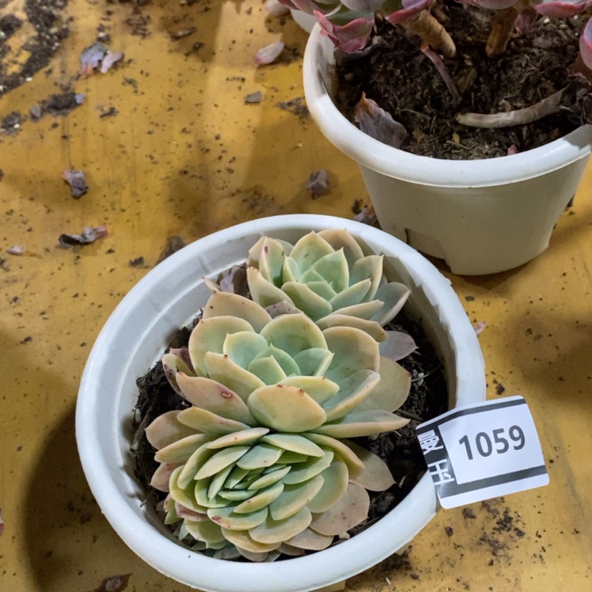 【闪购商品】星娜塔缀1059