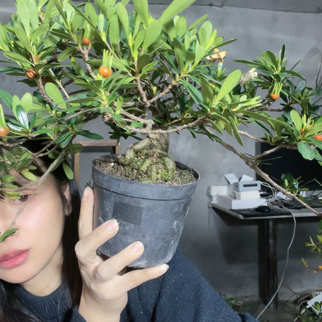 无花朵混*曰栀子花香