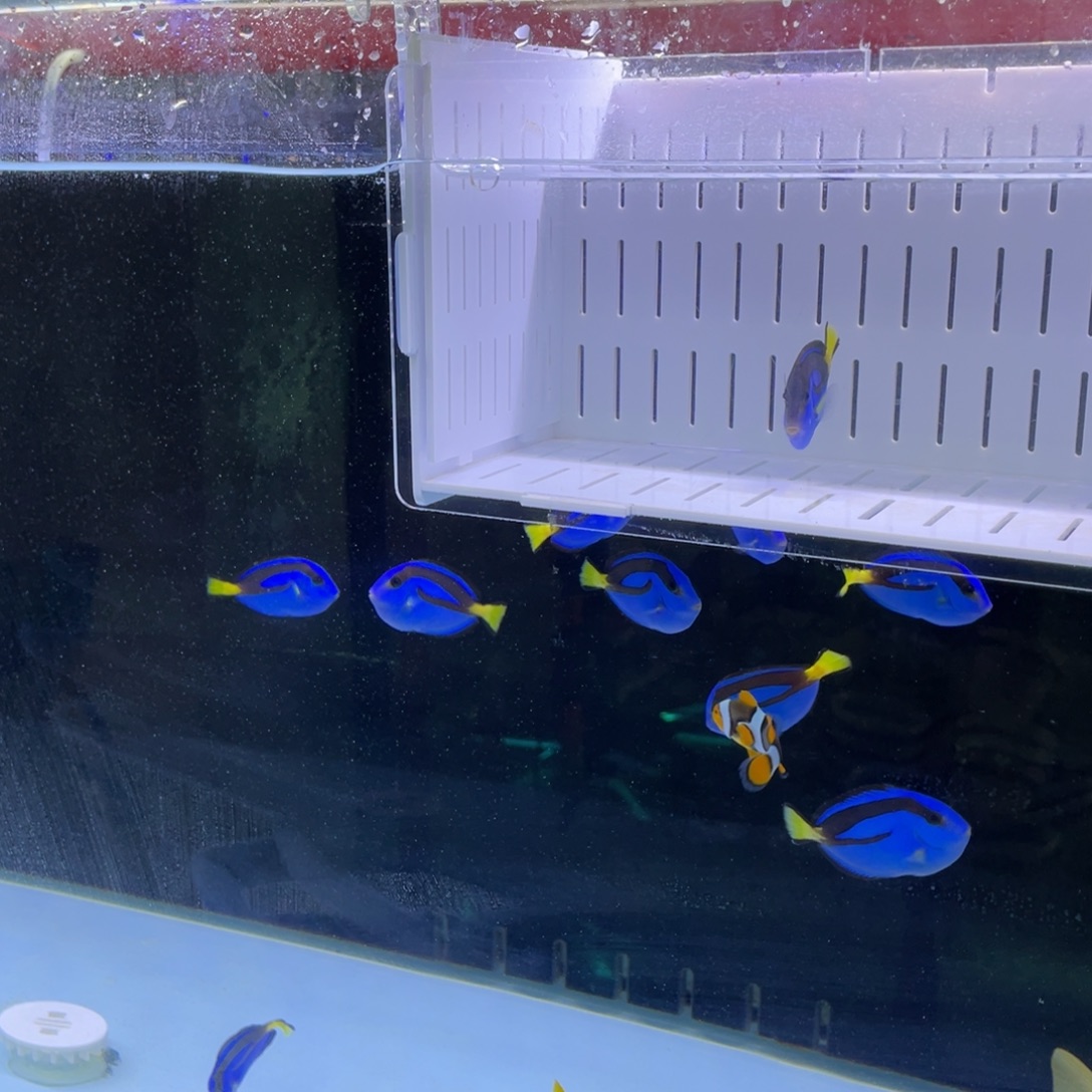 长***发海水鱼蓝调一条1111