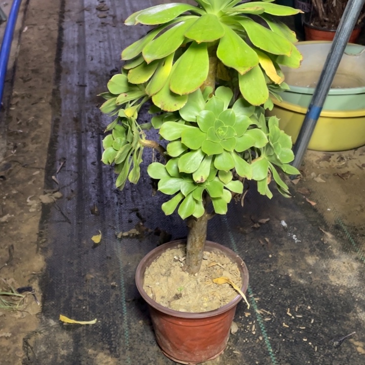 42君美丽多肉植物的，