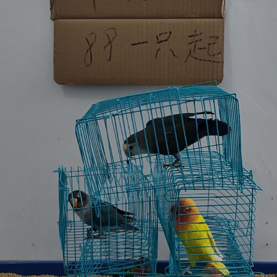 虎皮鹦鹉牡丹鹦鹉鹦鹉1只