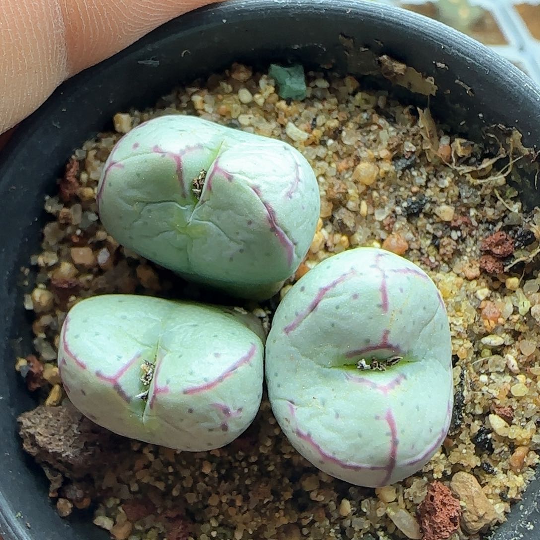 脱土年后发货24258