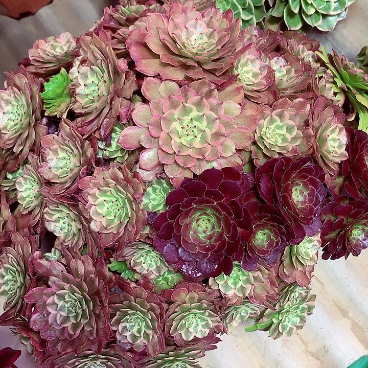 粉黛啊啊啊啊啊啊啊