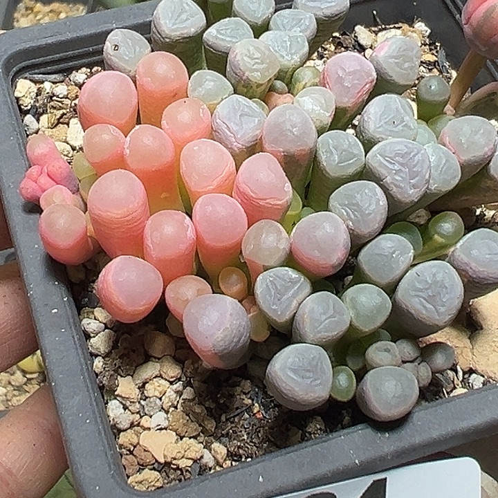 6***i064号五十铃玉錦多肉植物