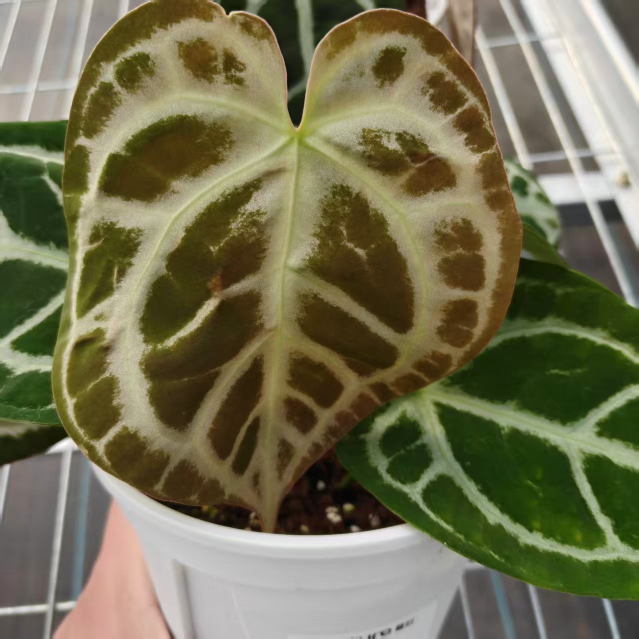 7号 白月 花烛   