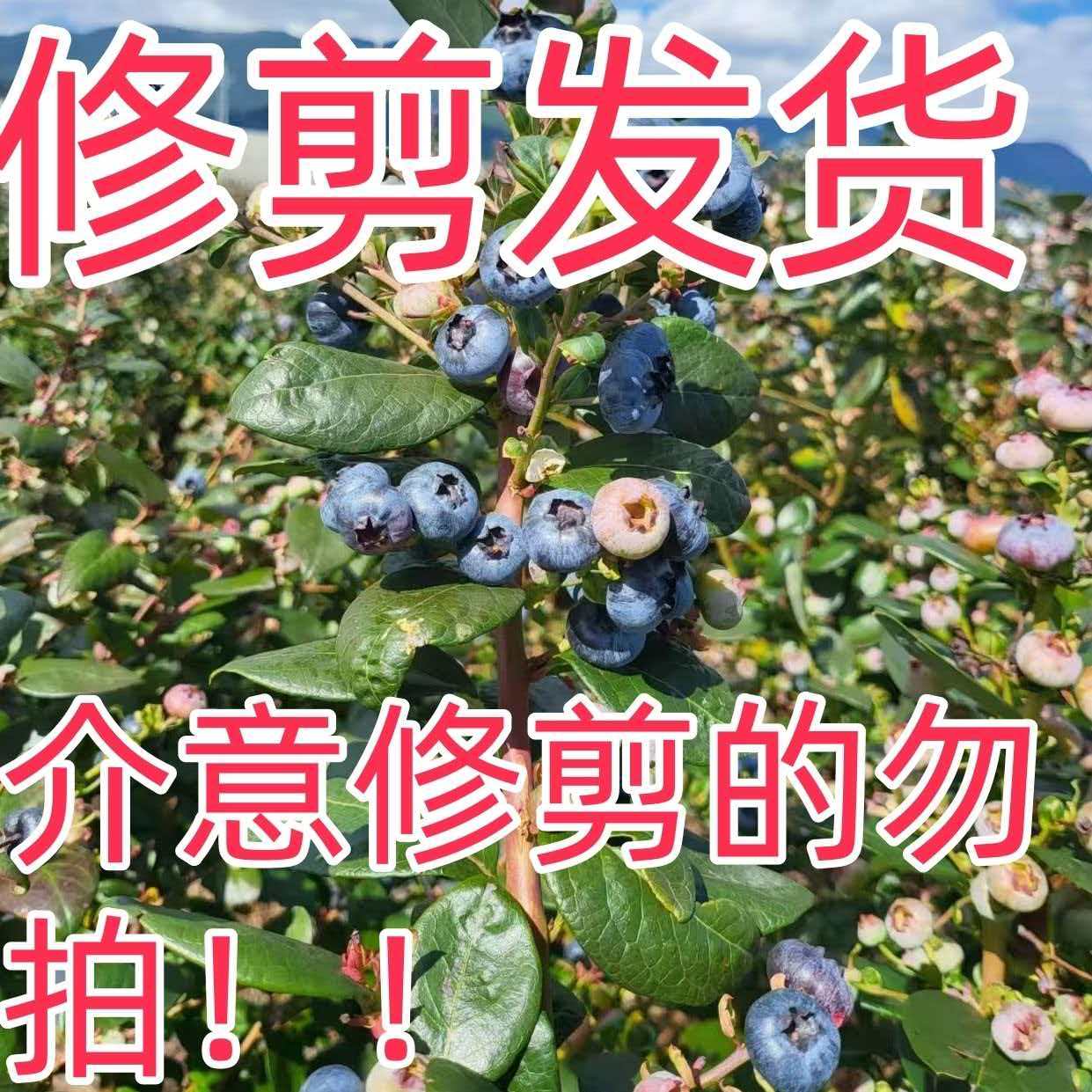 蓝莓树苗修剪发货   南北方种植    阳台庭院   地栽盆栽