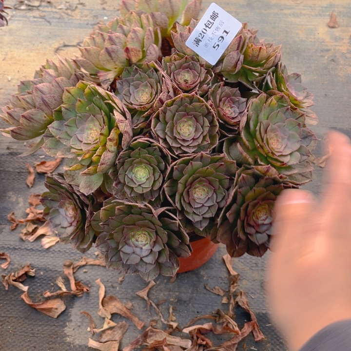 591万拉丝法师多肉断枝不售后