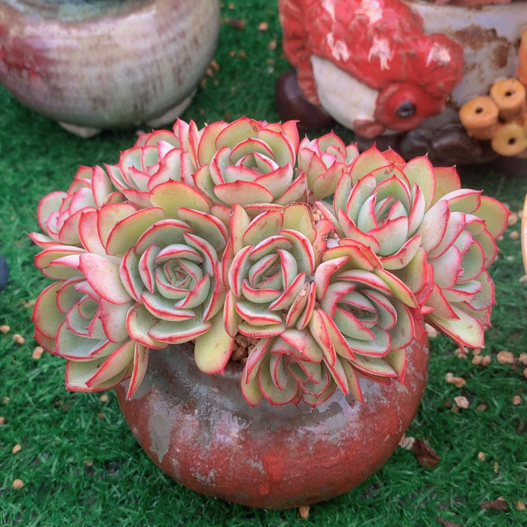 牡丹亭朵朵12 公分一物一拍