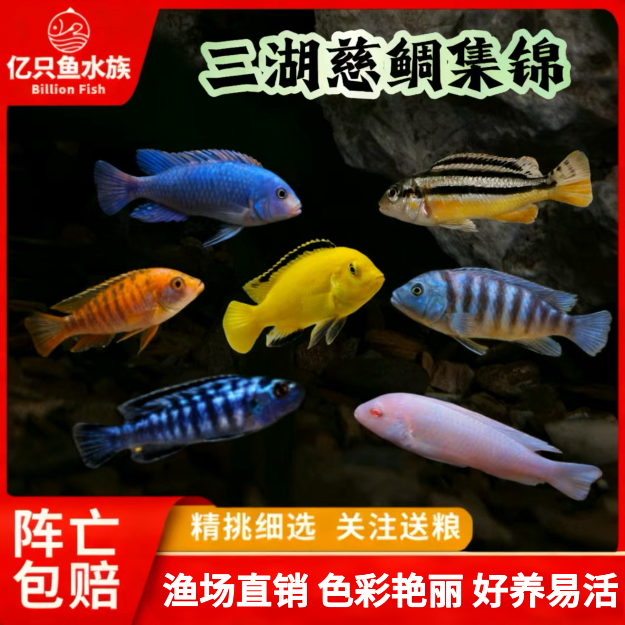 三湖慈鲷鱼杂鲷科马鲷鱼热带淡水活体观赏鱼耐养易活适合新手