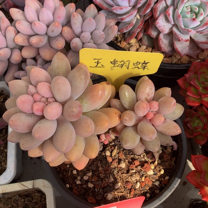 多头这62627373737