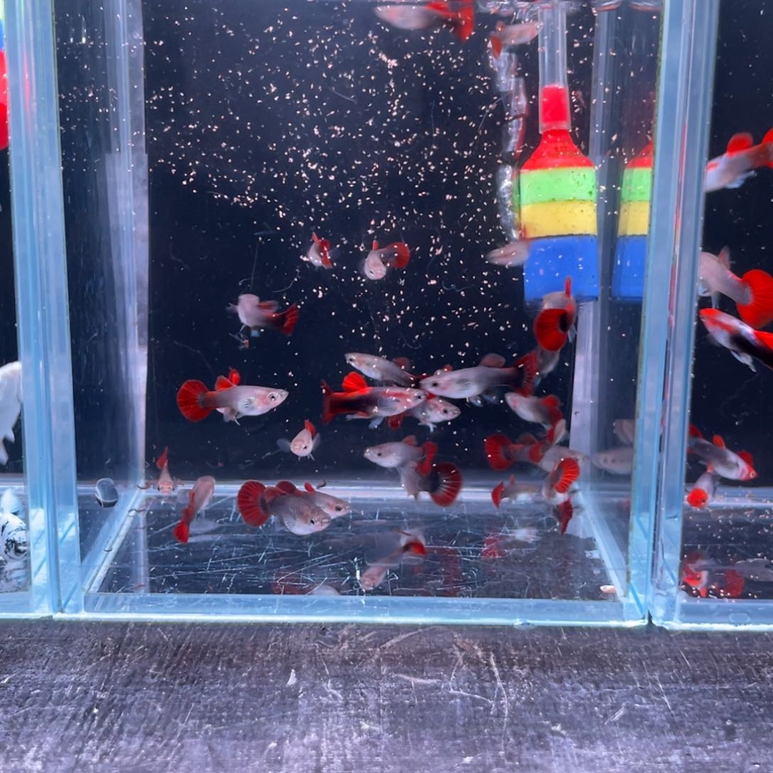 孔雀鱼折扇苗子10+2备损