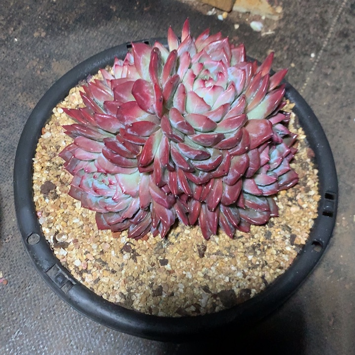 闻***丽美肉特价活动开始啦