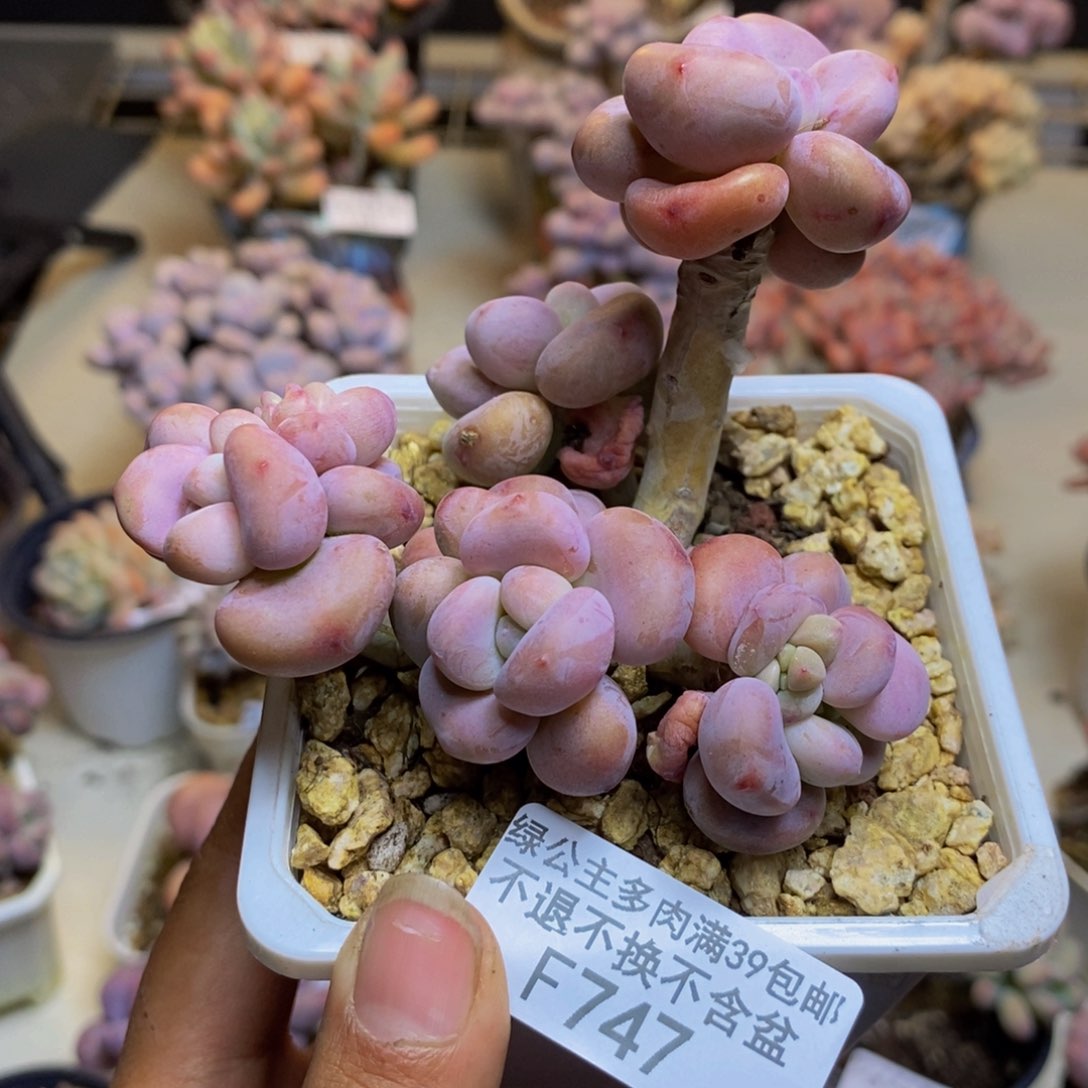 747腰子洛神多肉7c m