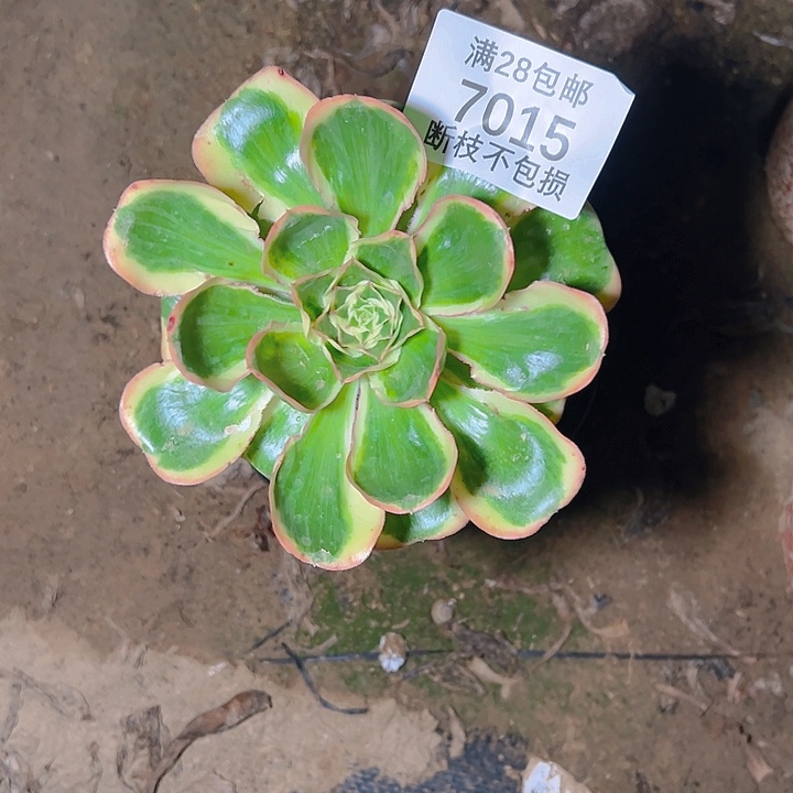 7015燕姿锦多肉植物