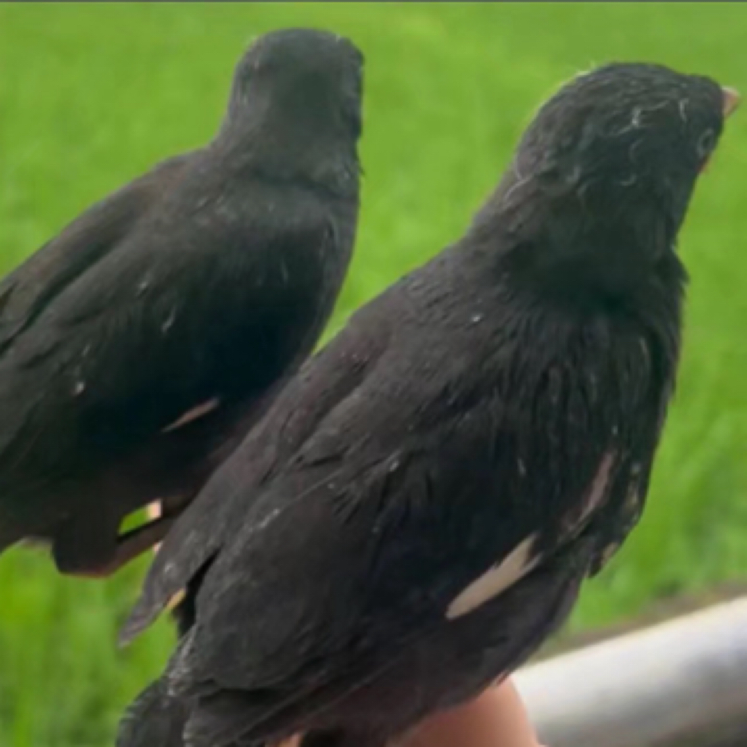 手养虎皮鹦鹉黑八哥文鸟回家可以教说话