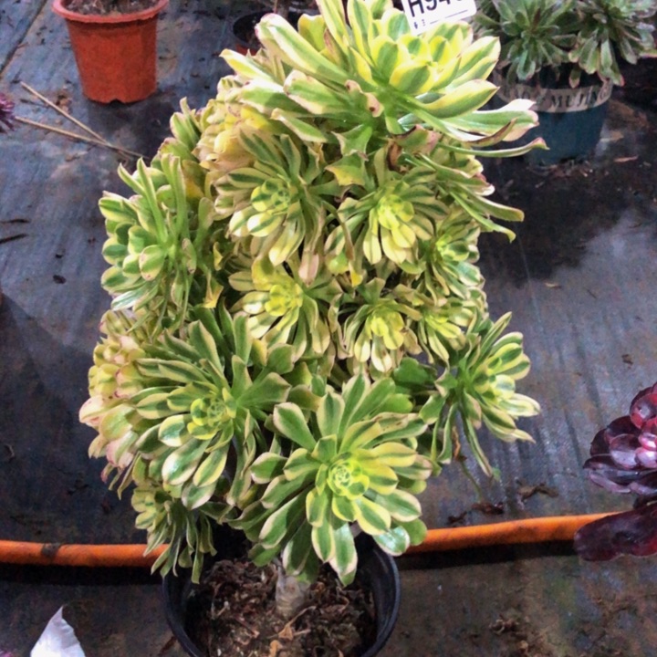 艳多肉940000000000