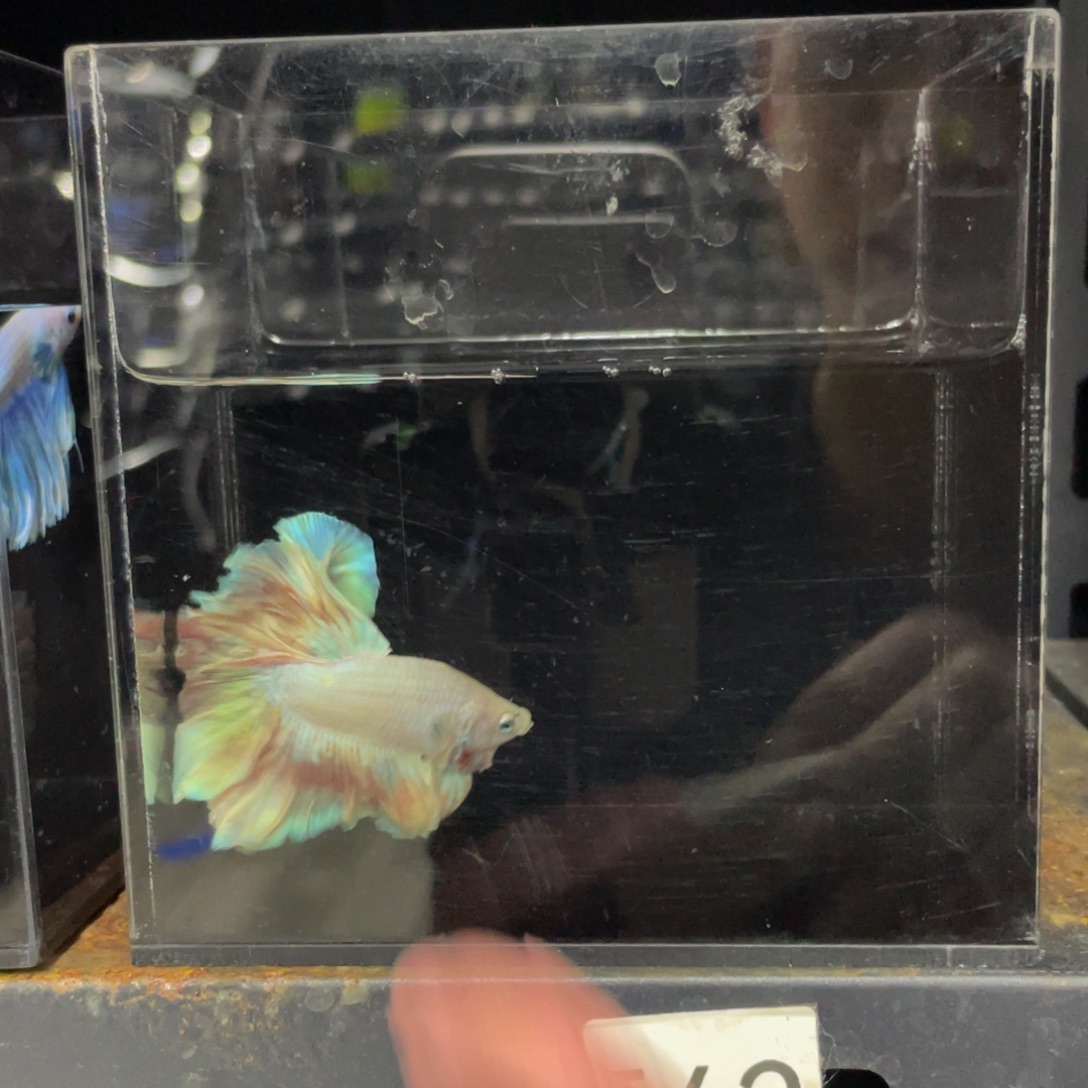 斗鱼还差号哈哈哈542