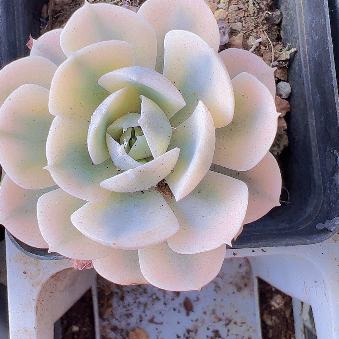 鲁式锦19包邮拓土发货