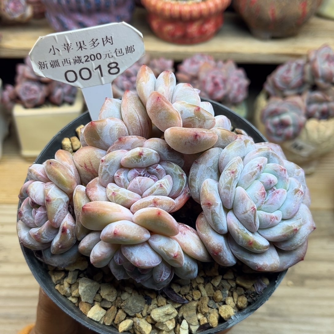 绿底紫心018/12cm6头