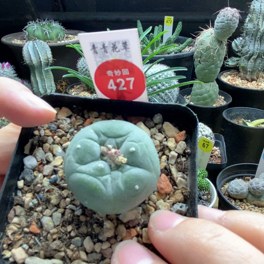 实生红花白肌海鲜3.2cm