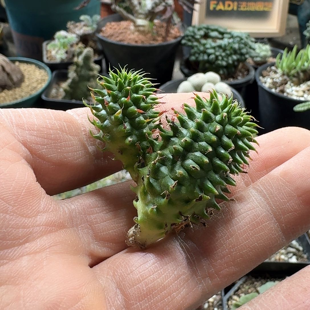 Z****™98海胆大戟无根侧芽