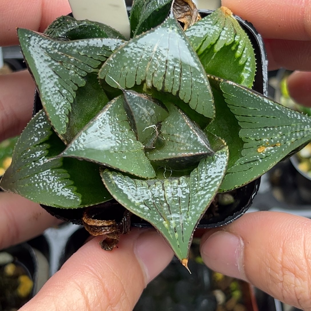 127巨大丸叶茜云寿一物一拍