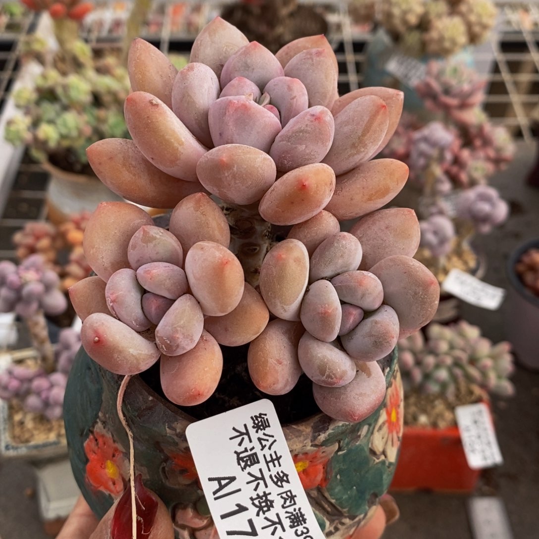 香水奶173/8cn多肉