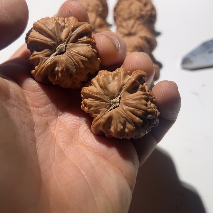 你***人把件文玩核桃白狮子