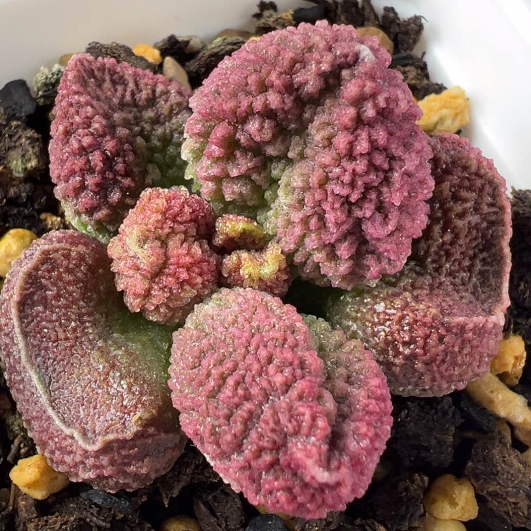 实生新品多肉植物水泡实生新品多肉植物